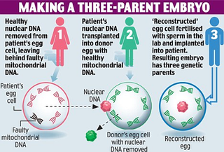 Illustration for article titled Monkeys Born Of Three Parents Usher In The Age Of The Super-Baby